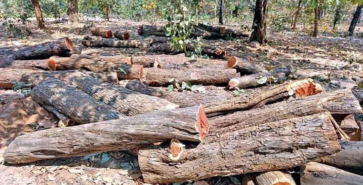 जंगलतोडीकडे वन विभागाचा कानाडोळा