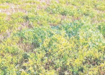 कडधान्य पिकावर अमरवेलीचे आक्रमण