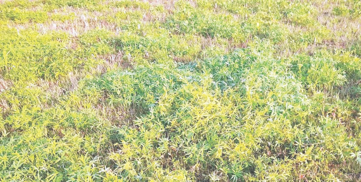 कडधान्य पिकावर अमरवेलीचे आक्रमण