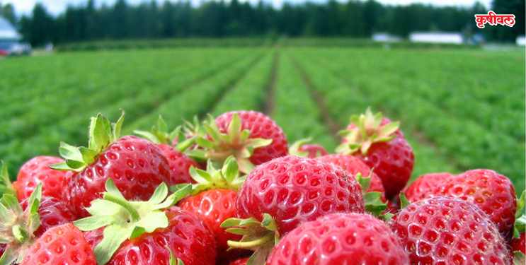 रोह्यातील शेतकऱ्याची ‌‘स्ट्रॉबेरी क्रांती’