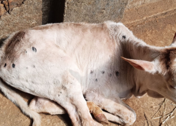 आदिवासी वाडीला ‌‘लंपी’ने ग्रासले