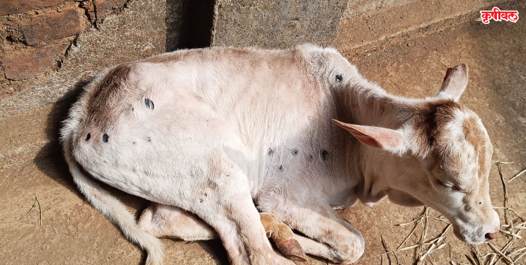 आदिवासी वाडीला ‌‘लंपी’ने ग्रासले