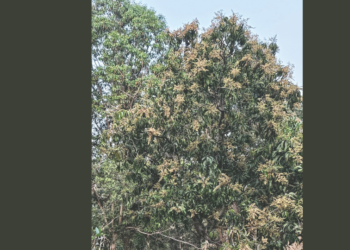 उरणमध्ये आंबा मोहोर समाधानकारक