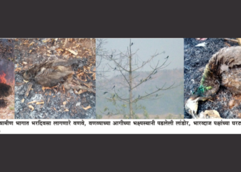 वणवे विझल्यानंतर वणवाविरोधी अभियान