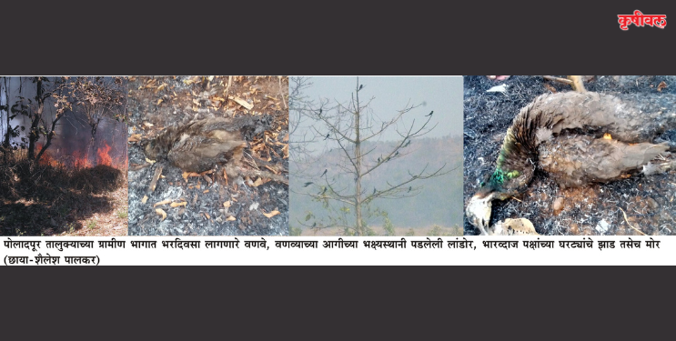 वणवे विझल्यानंतर वणवाविरोधी अभियान