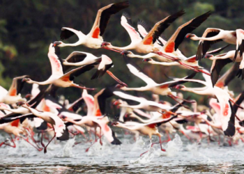 स्थलांतरित पक्षांची उरणकडे पाठ