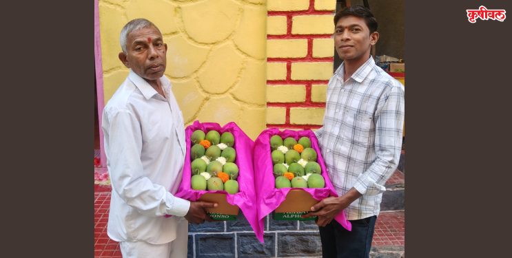 अलिबागचा हापूस एपीएमसीत दाखल