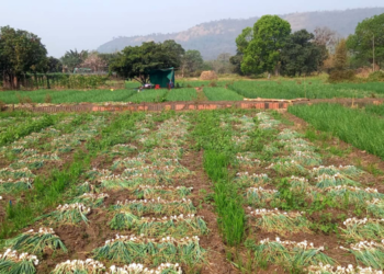 पांढऱ्या कांद्याच्या काढणीला सुरुवात