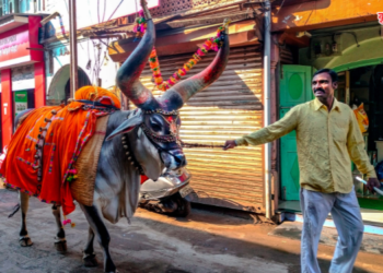 नंदीबैलाची मालकासोबत गावोगावी भटकंती