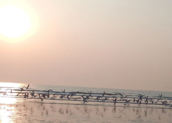 मुरूड किनाऱ्यांवर ‘सिगल’चे आगमन