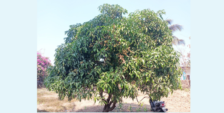 तळ्यात आंबा मोहरू लागला