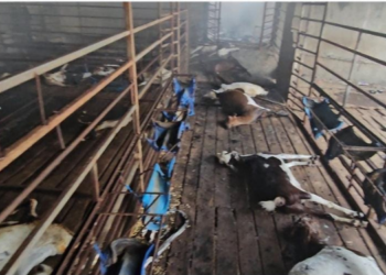 राबीया बकरी फार्मला भीषण आग; चारशे बकऱ्या मृत