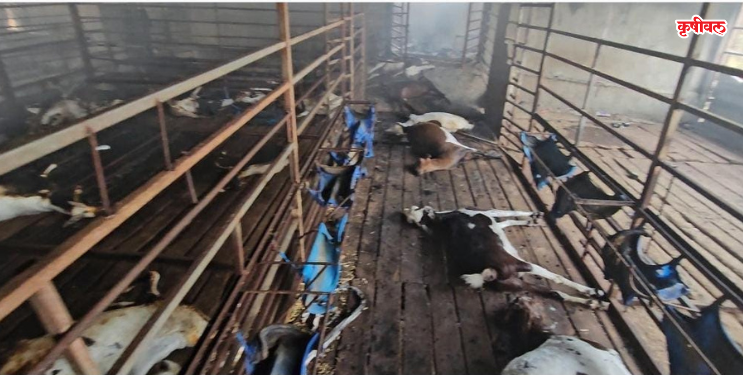 राबीया बकरी फार्मला भीषण आग; चारशे बकऱ्या मृत