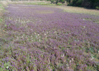 निसर्गाचा अद्भुत सुगंधी आविष्कार
