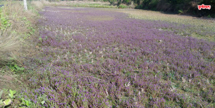 निसर्गाचा अद्भुत सुगंधी आविष्कार