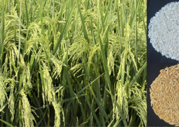 कर्जत संशोधन केंद्राची भरारी