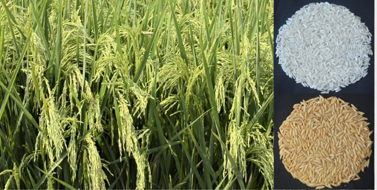 कर्जत संशोधन केंद्राची भरारी