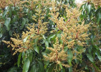 श्रीवर्धनमधील आंबा बागायतदार सुखावले