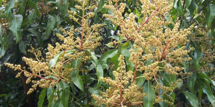 श्रीवर्धनमधील आंबा बागायतदार सुखावले