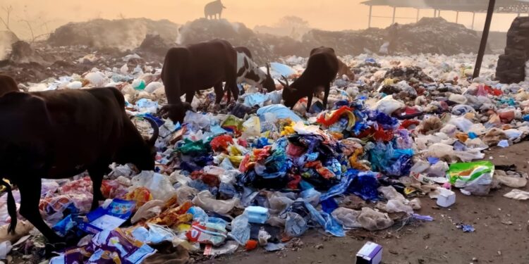 पाली डम्पिंग ग्राऊंडची प्रचंड दुरवस्था