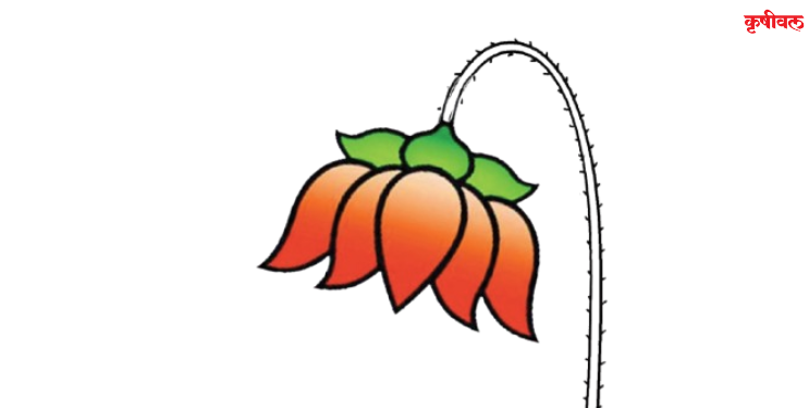 खारेपाटात कमळाला सपशेल नकार