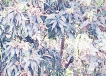 देवगडचा हापूस नव्या संकटात