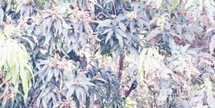 देवगडचा हापूस नव्या संकटात