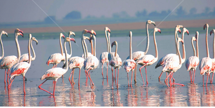 बदलांमुळे फ्लेमिंगोंची शहराकडे पाठ