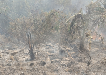 सुशोभीकरणासाठी लावलेली झाडे जाळली