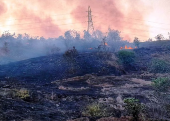 वणव्यांमुळे वन्यप्राण्यांचे मोठे नुकसान