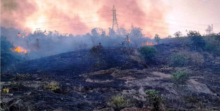 वणव्यांमुळे वन्यप्राण्यांचे मोठे नुकसान