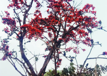 फुलांच्या बहरांने वसंताची चाहूल