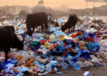 पाली डम्पिंग ग्राऊंडची दुरवस्था