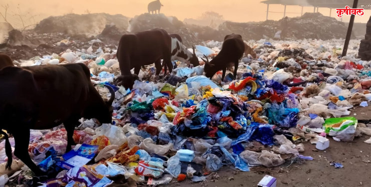 पाली डम्पिंग ग्राऊंडची दुरवस्था