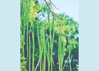 शेवग्याच्या शेंगांचा कुटुंबांला आधार