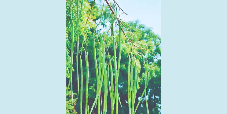 शेवग्याच्या शेंगांचा कुटुंबांला आधार