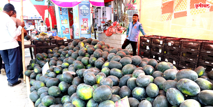 जिल्ह्यात कलिंगडचा हंगाम सुरू