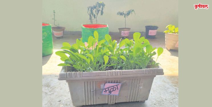 शाळेच्या छतावर भाजीपाल्याची बाग