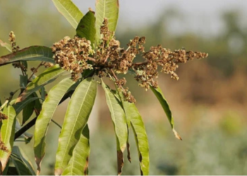 वाढत्या उष्णतेमुळे बागायतदार चिंतेत