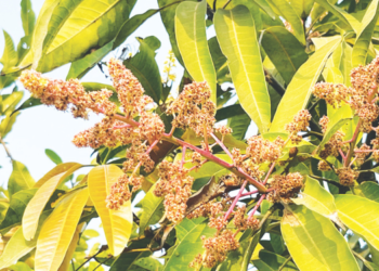 हवामानातील बदलामुळे मोहर वाळला