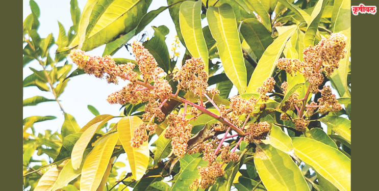 हवामानातील बदलामुळे मोहर वाळला