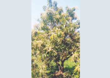 ‘भुरी’मुळे आंबा काळवंडणार