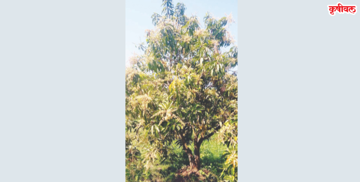 ‘भुरी’मुळे आंबा काळवंडणार