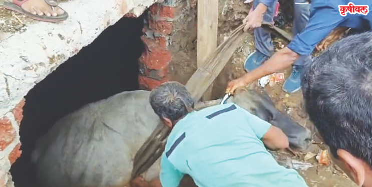 ड्रेनेज टँकमधून गायीची सुखरूप