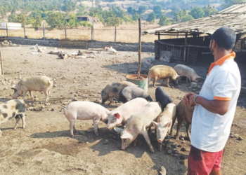 पशुपालकांची वीज बिलाच्या चिंतेतून सुटका