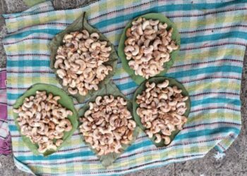 काजूगर विक्रीतून आदिवासींचा उदरनिर्वाह