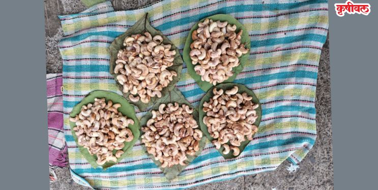 काजूगर विक्रीतून आदिवासींचा उदरनिर्वाह