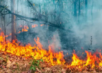 वनव्यांमुळे होतोय निसर्गाचा ऱ्हास