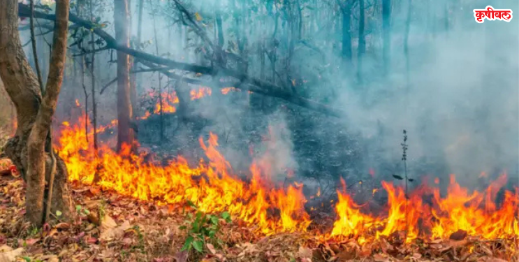 वनव्यांमुळे होतोय निसर्गाचा ऱ्हास