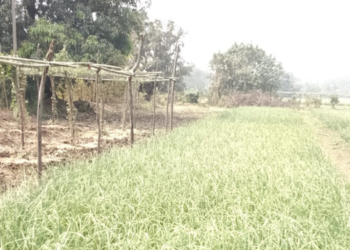 कांदा, तोंडलीच्या उत्पादनात घट